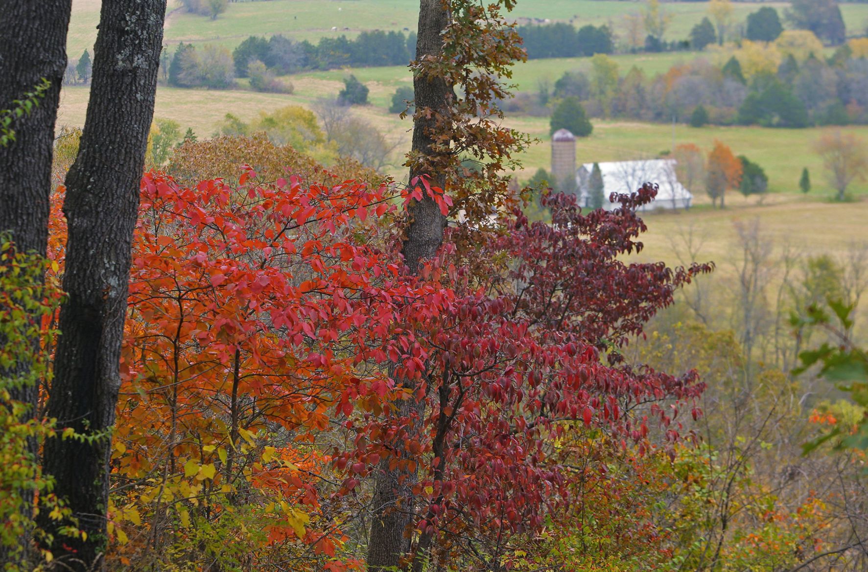 Fall Arrives in the St. Louis region